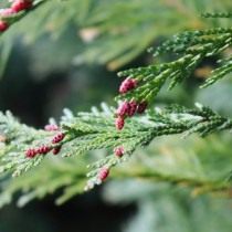 ядовитые цветы на даче фото и названия. Thuja. ядовитые цветы на даче фото и названия фото. ядовитые цветы на даче фото и названия-Thuja. картинка ядовитые цветы на даче фото и названия. картинка Thuja. Дачные и придомовые участки немыслимы без цветов. Скромные дорожки, обрамленные тюльпанами, пышные цветники из однолетников, поражающих взгляд цветовым сочетанием, зелено-голубые хвойники. Прекрасны цветы в саду, в доме, в городских парках и скверах. Но, как сказала великая актриса Раневская в одном из фильмов: «Красота – это страшная сила», растения и цветы бывают опасны. Встречу с ними хочется продлить и вот уже букет на столе, нос в пыльце, стебелек в зубах, а далее, а далее… недомогание, скорая, реанимация. С некоторыми растениями и цветами работать необходимо, порой, в перчатках, а наслаждаться ароматом — на приличном расстоянии.