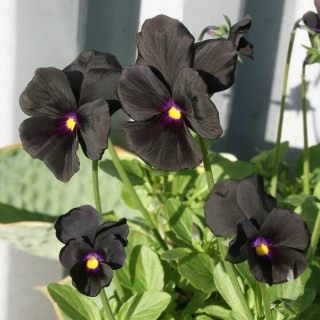 Фиалка Виттрока, или Виола Виттрока «Молли Сандерсон» (Viola wittrockiana 'Molly Sanderson') Фиалка Виттрока, или Виола Виттрока «Молли Сандерсон» (Viola wittrockiana 'Molly Sanderson')