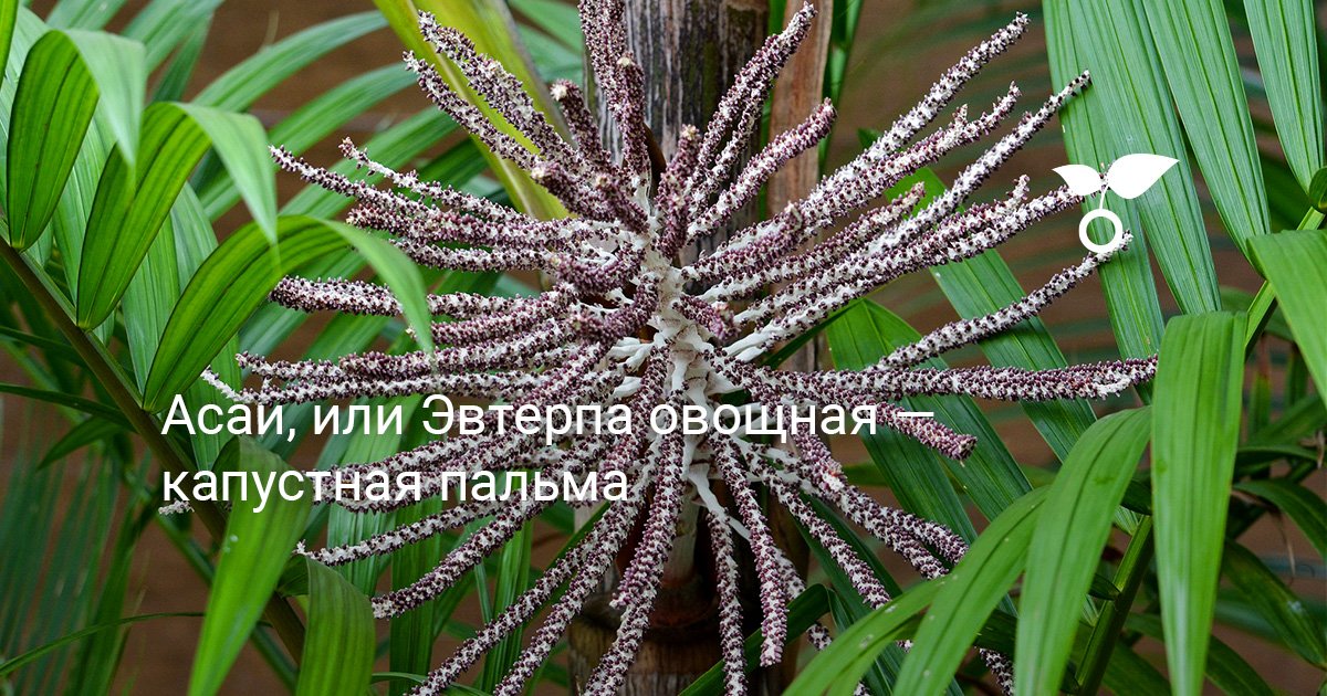 Пальма в огороде фото