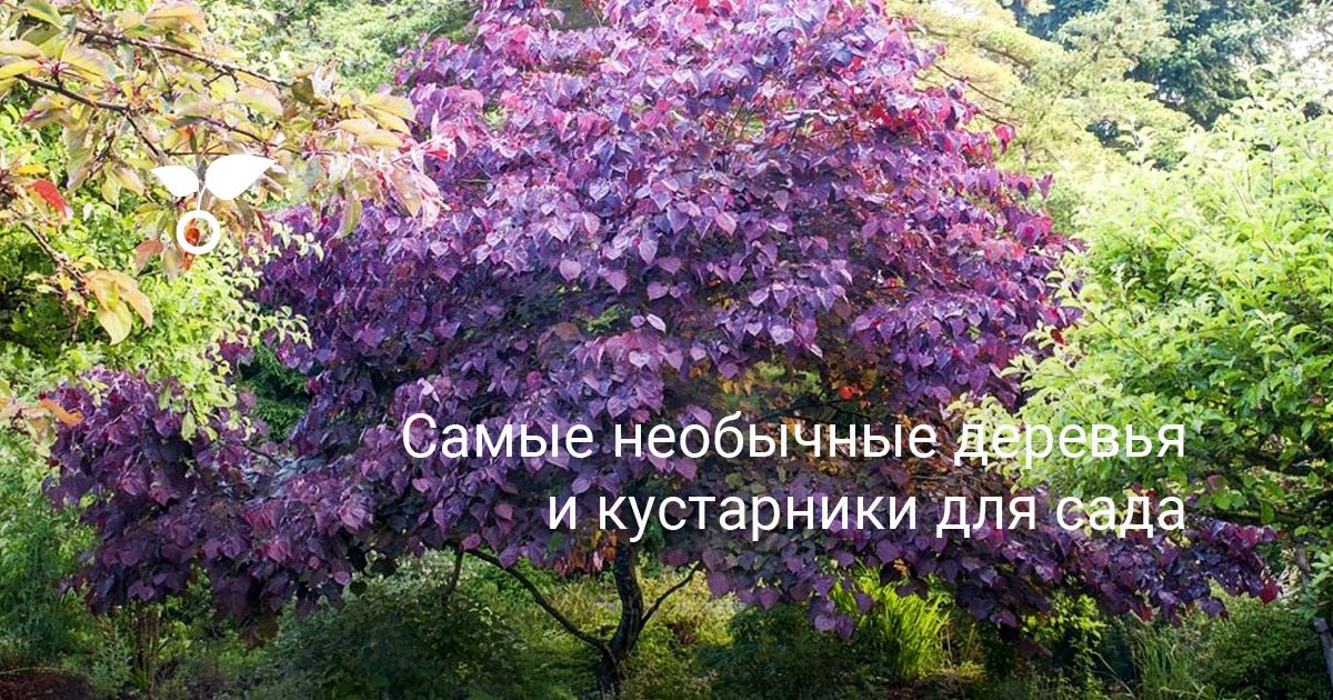 Деревья Москвы Листья Фото