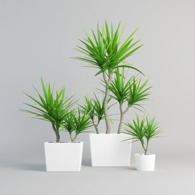 Драцена окаймлённая, или Драцена маргината (Dracaena marginata) Драцена окаймлённая, или Драцена маргината (Dracaena marginata)