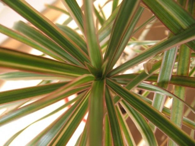 Драцена окаймлённая, или Драцена маргината (Dracaena marginata) Драцена окаймлённая, или Драцена маргината (Dracaena marginata)