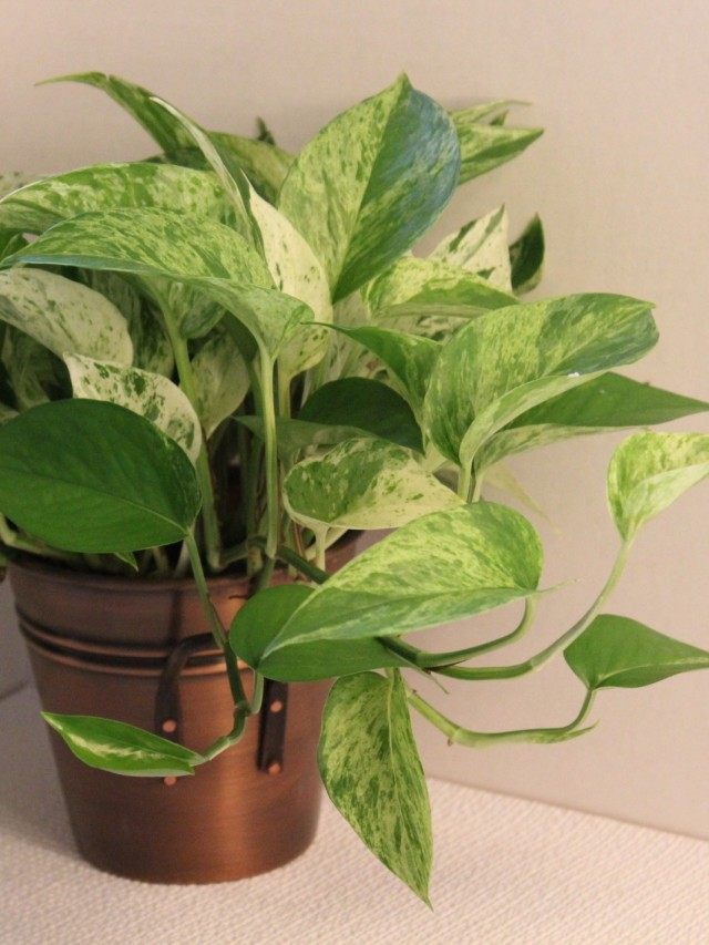Эпипремнум золотистый (Epipremnum aureum) Эпипремнум золотистый (Epipremnum aureum)