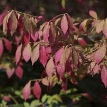 Бересклет крылатый (Euonymus alatus) Бересклет крылатый (Euonymus alatus)