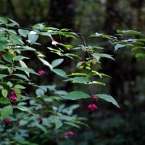 Бересклет бородавчатый (Euonymus verrucosus) Бересклет бородавчатый (Euonymus verrucosus)