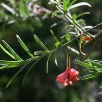 Бересклет карликовый (Euonymus nanus) Бересклет карликовый (Euonymus nanus)