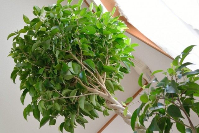Фикус Бенджамина (Ficus benjamina) Фикус Бенджамина (Ficus benjamina)