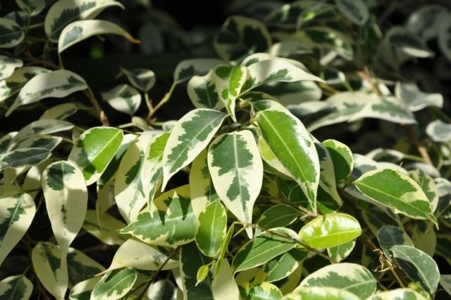 Фикус Бенджамина (Ficus benjamina) Фикус Бенджамина (Ficus benjamina)