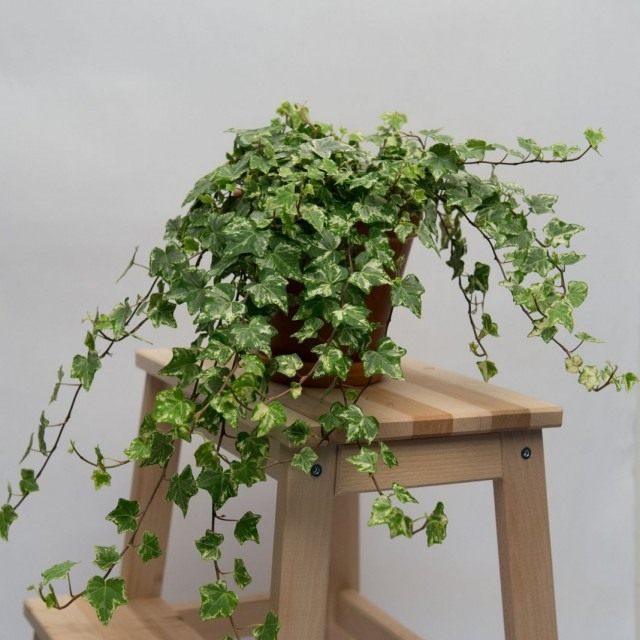 Плющ обыкновенный "Арлекин" (Hedera helix 'Harlekijn') Плющ обыкновенный "Арлекин" (Hedera helix 'Harlekijn')