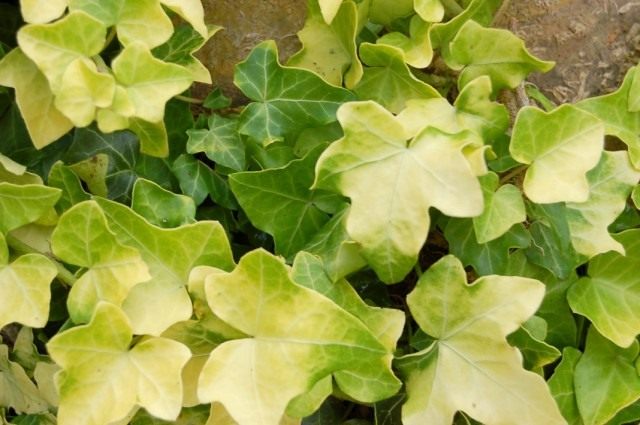 Плющ обыкновенный "Баттеркап" (Hedera helix 'Buttercup') Плющ обыкновенный "Баттеркап" (Hedera helix 'Buttercup')