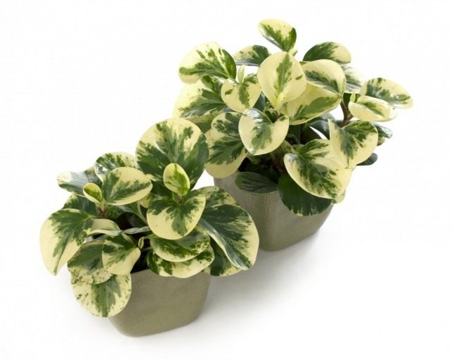 Пеперомия туполистная (Peperomia obtusifolia) Пеперомия туполистная (Peperomia obtusifolia)