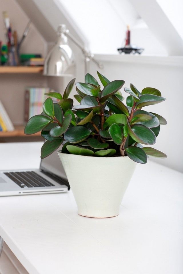 Пеперомия туполистная (Peperomia obtusifolia) Пеперомия туполистная (Peperomia obtusifolia)