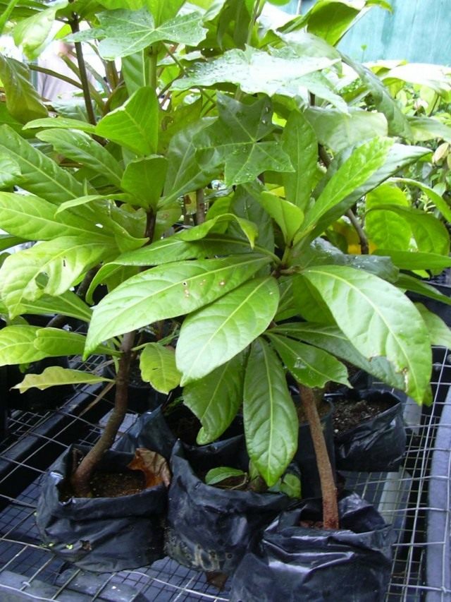 Пизония зонтичная (Pisonia umbellifera) Пизония зонтичная (Pisonia umbellifera)