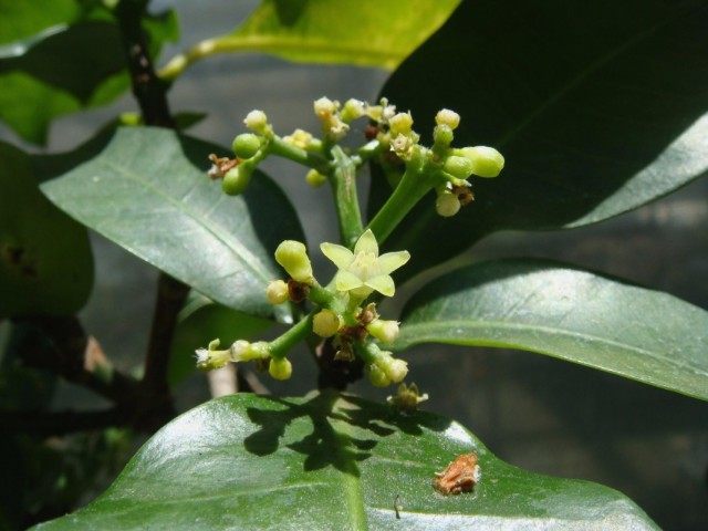 Пизония зонтичная (Pisonia umbellifera) Пизония зонтичная (Pisonia umbellifera)