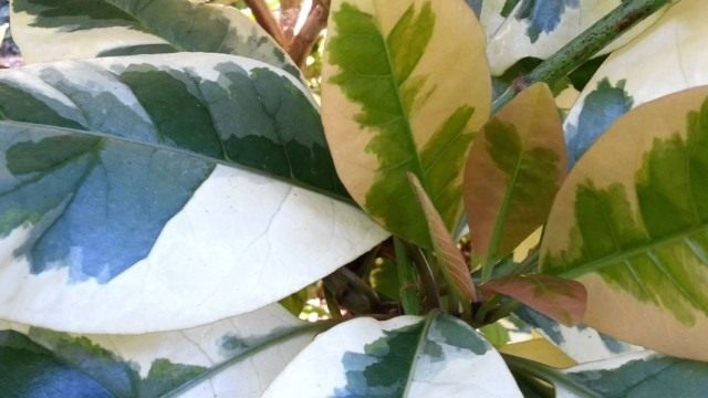 Пизония зонтичная форма вариегата (Pisonia umbellifera f. variegata) Пизония зонтичная форма вариегата (Pisonia umbellifera f. variegata)