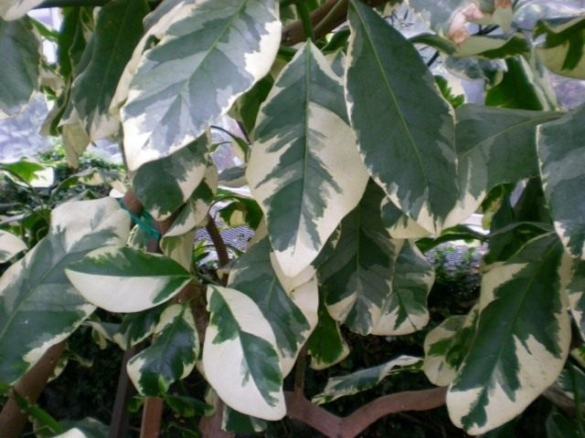 Пизония зонтичная форма вариегата (Pisonia umbellifera f. variegata) Пизония зонтичная форма вариегата (Pisonia umbellifera f. variegata)