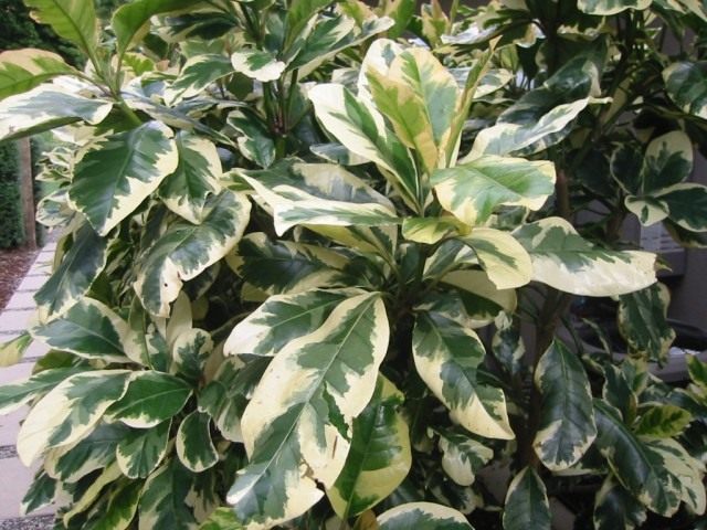 Пизония зонтичная форма вариегата (Pisonia umbellifera f. variegata) Пизония зонтичная форма вариегата (Pisonia umbellifera f. variegata)