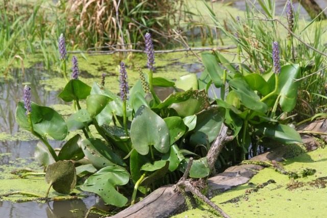Понтедерия сердцелистная (Pontederia cordata) Понтедерия сердцелистная (Pontederia cordata)