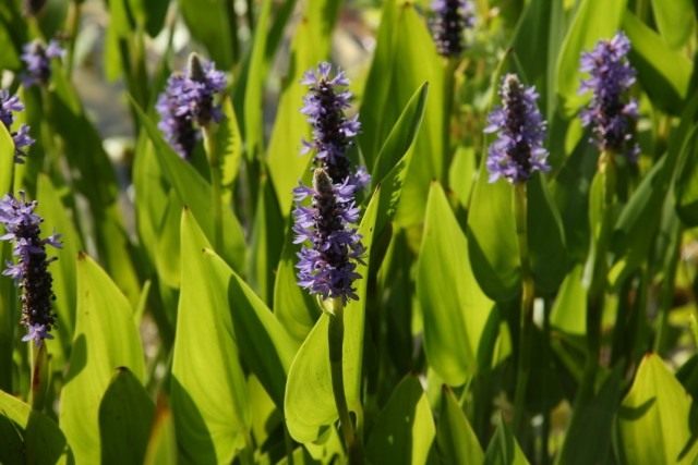 Понтедерия сердцелистная (Pontederia cordata) Понтедерия сердцелистная (Pontederia cordata)