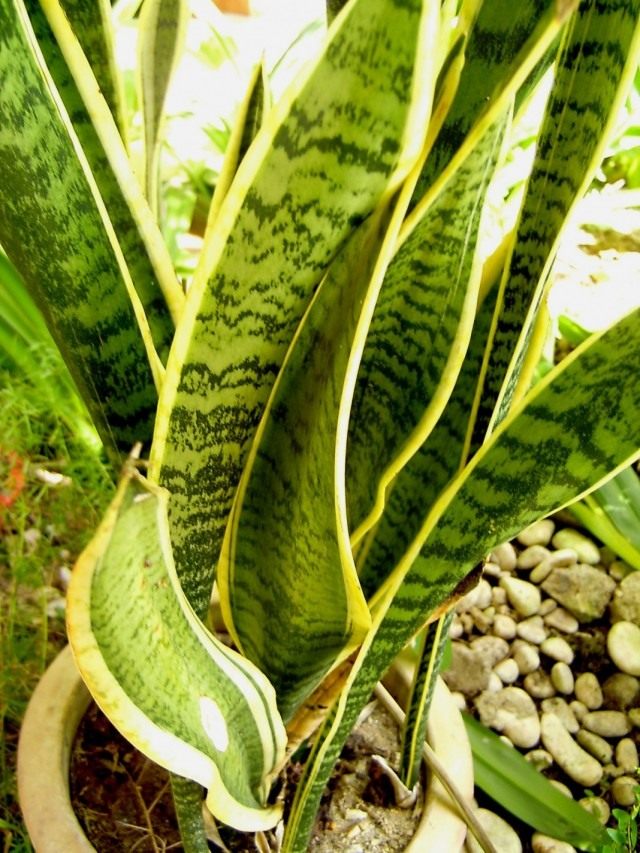 Сансевиерия трехполосная (Sansevieria trifasciata) Сансевиерия трехполосная (Sansevieria trifasciata)