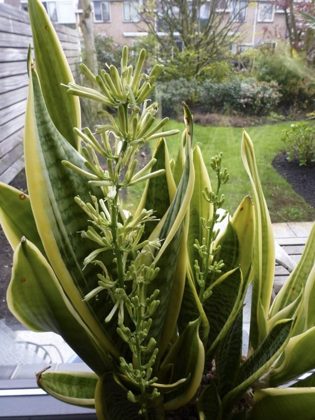 Сансевиерия трехполосная (Sansevieria trifasciata) Сансевиерия трехполосная (Sansevieria trifasciata)
