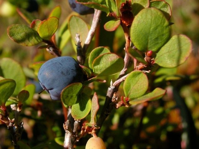 Голубика обыкновенная (Vaccinium uliginosum) Голубика обыкновенная (Vaccinium uliginosum)