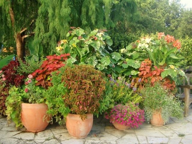 Как зимуют растения в кадках. potted garden 01. Как зимуют растения в кадках фото. Как зимуют растения в кадках-potted garden 01. картинка Как зимуют растения в кадках. картинка potted garden 01