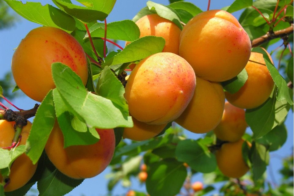 Фото саженцев плодовых деревьев с названиями