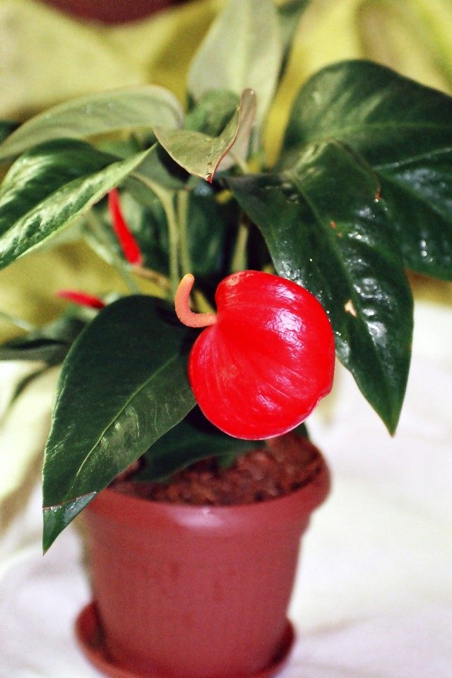 Антуриум Шерцера (Anthurium scherzerianum) Антуриум Шерцера (Anthurium scherzerianum)