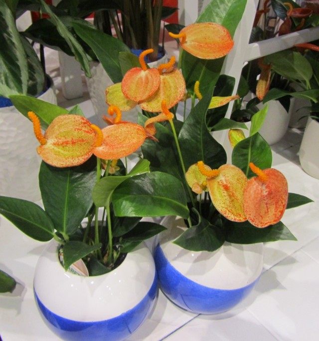 Антуриум Шерцера (Anthurium scherzerianum) Антуриум Шерцера (Anthurium scherzerianum)