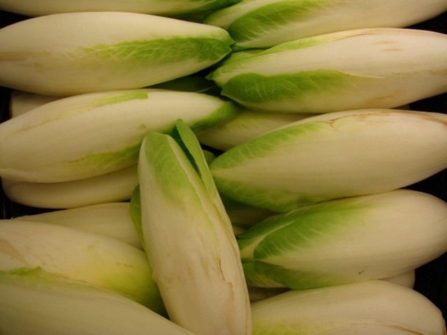 Эндивий, или Цикорий салатный (Cichorium endivia)