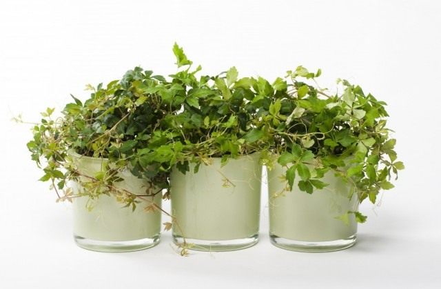 Циссус полосатый (Cissus striata) Циссус полосатый (Cissus striata)