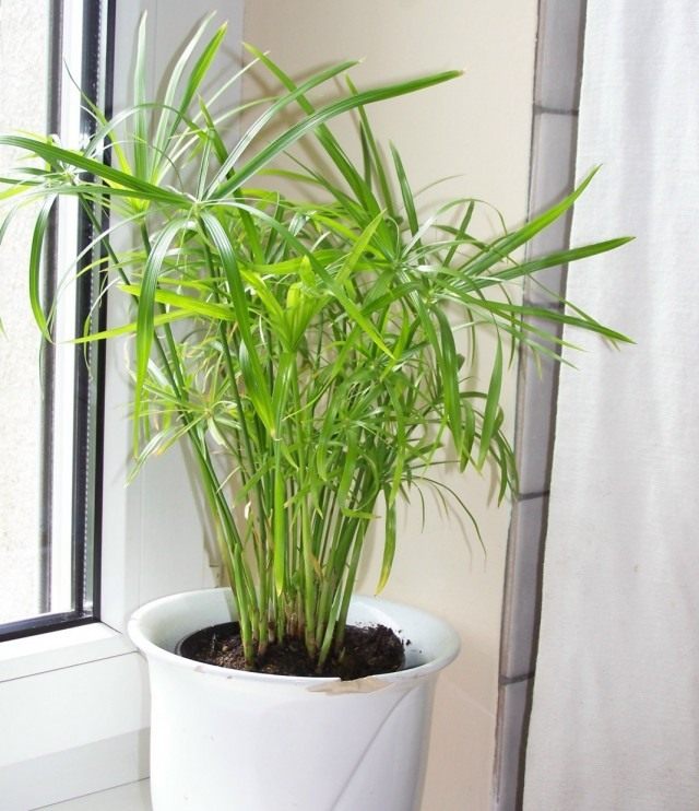 Циперус (Cyperus) Циперус (Cyperus)