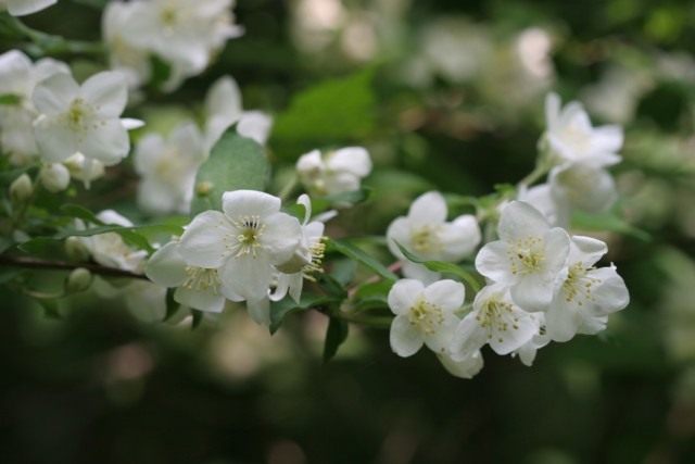 Чубушник Шренка (Philadelphus schrenkii) Чубушник Шренка (Philadelphus schrenkii)
