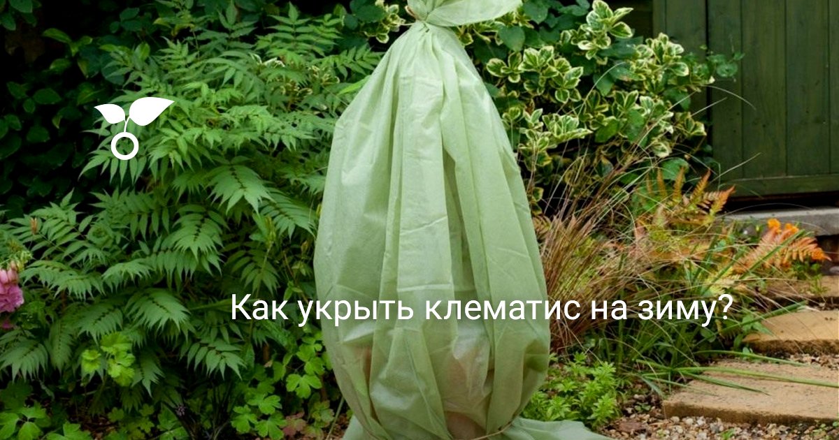 Клематис подготовка к зиме. Укрытие клематисов. Укрытие клематисов на зиму. Клематис укрытие на зиму. Укрыть клематис.