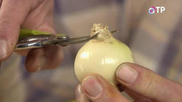 Срезаем верхнюю часть луковицы Срезаем верхнюю часть луковицы