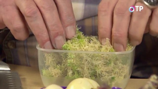 Накладываем сфагновый мох в лоточек Накладываем сфагновый мох в лоточек