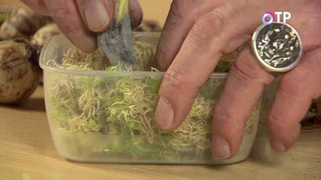 Помещаем луковицы вниз донцом в мох Помещаем луковицы вниз донцом в мох