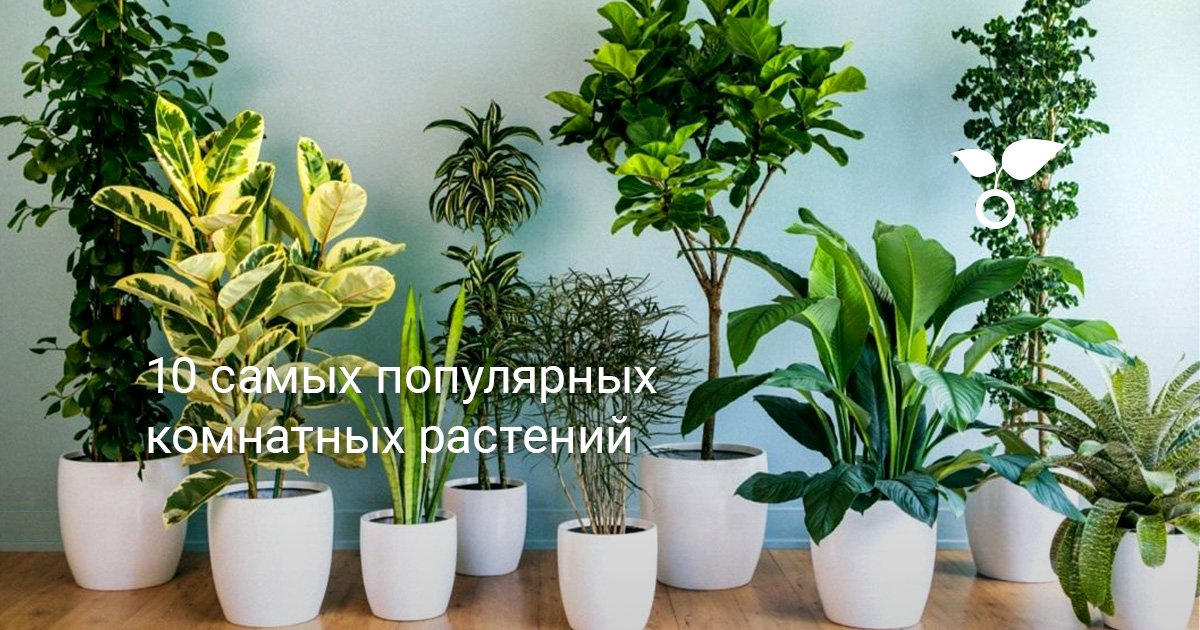 Домашние Комнатные Растения Фото И Названия