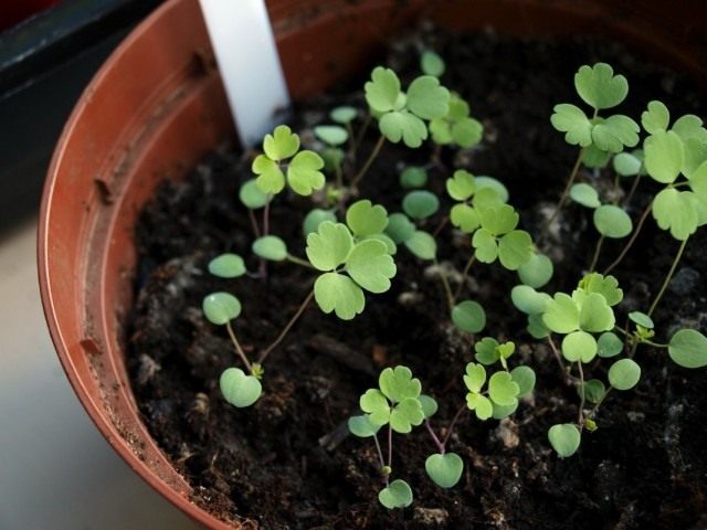 Как вырастить аквилегию из семян: посев в открытый грунт и на рассаду, видео