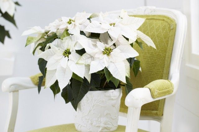 Молочай красивейший, или пуансеттия (Euphorbia pulcherrima) Молочай красивейший, или пуансеттия (Euphorbia pulcherrima)