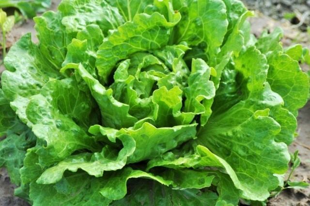Латук посевной, или Салат латук (Lactuca sativa) Латук посевной, или Салат латук (Lactuca sativa)