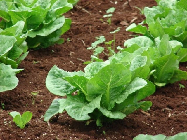 Латук посевной, или Салат латук (Lactuca sativa) Латук посевной, или Салат латук (Lactuca sativa)