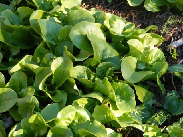 Латук посевной, или Салат латук (Lactuca sativa) Латук посевной, или Салат латук (Lactuca sativa)
