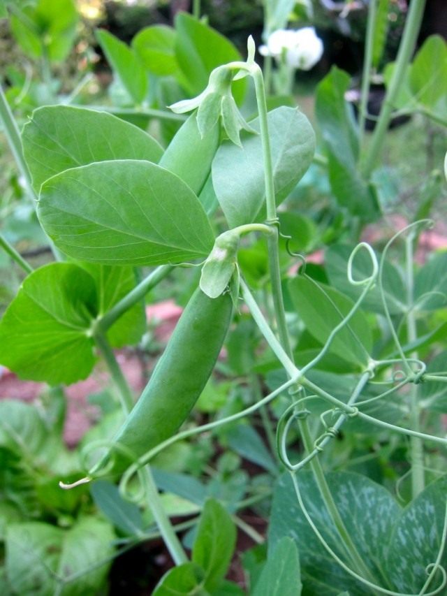 Горох посевной (Pisum sativum) Горох посевной (Pisum sativum)