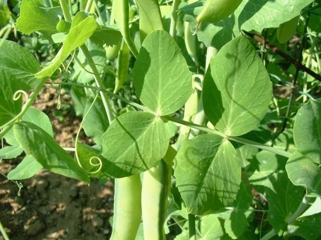 Горох посевной (Pisum sativum) Горох посевной (Pisum sativum)