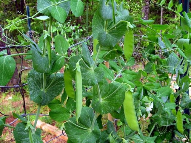 Горох посевной (Pisum sativum) Горох посевной (Pisum sativum)