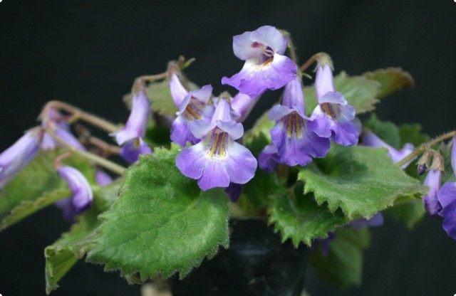 Примулина (Primulina fimbrisepala) Примулина (Primulina fimbrisepala)