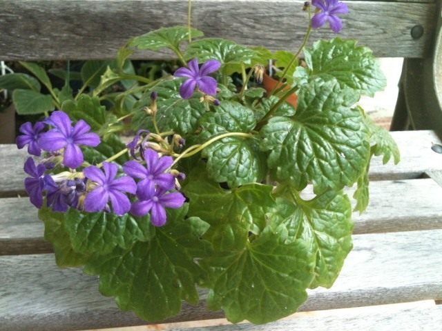 Примулина табачная (Primulina tabacum) Примулина табачная (Primulina tabacum)