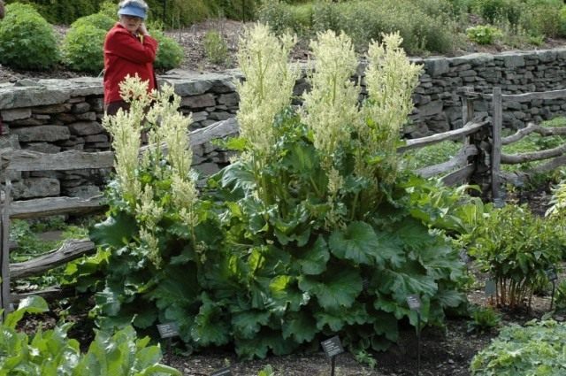Ревень лекарственный (Rheum officinale) Ревень лекарственный (Rheum officinale)